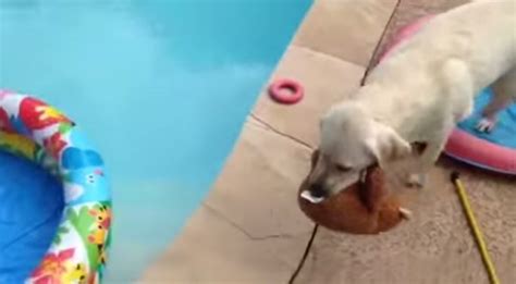 Clever Puppy Knows The Best Way To Relax At The Pool