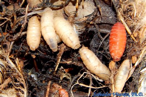 Diptera-Sarcophagidae-Flesh Flies LARVAE (C) - Urban Programs - El Paso ...