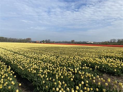 Tulip Fields Bike tour | Martha P. Marak | Flickr