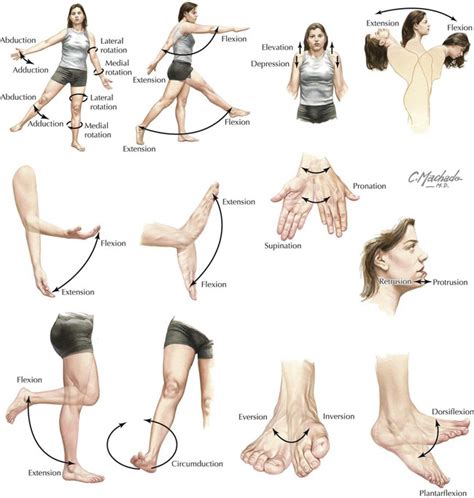 Anatomical Movements Medical Anatomy Human Body Anatomy Muscle Anatomy ...