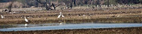 Sultanpur Bird Sanctuary Gurgaon, India | Best Time To Visit Sultanpur ...