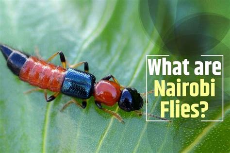 All You Need to Know About Nairobi Fly- Skin Burning Insect Causing Diseases in Bihar And Sikkim