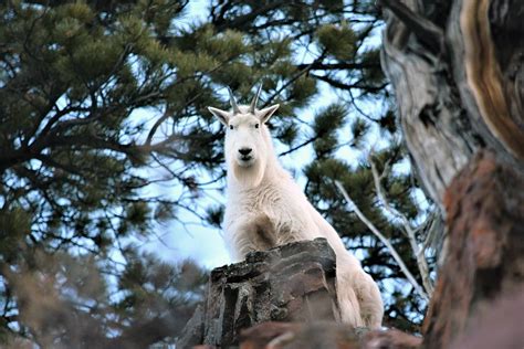 Mountain Goat On Mountain