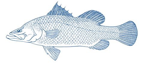 Barramundi SVG