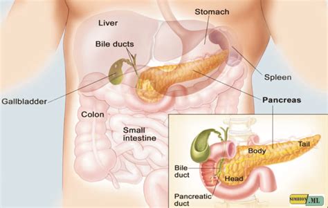 The function of Tripsin Enzyme in Protein Digestion Process | Domain ...