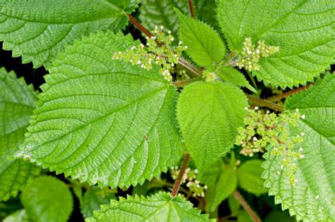 NameThatPlant.net: False Nettle, Wood Nettle and Stinging Nettle