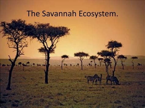 PPT - The Savannah Ecosystem. PowerPoint Presentation, free download - ID:9174345