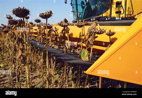 Harvester sunflower.Harvesting sunflower in a field by a combine ...