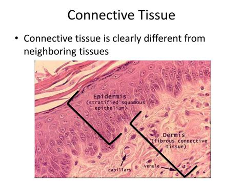 PPT - Connective Tissue PowerPoint Presentation, free download - ID:1974907