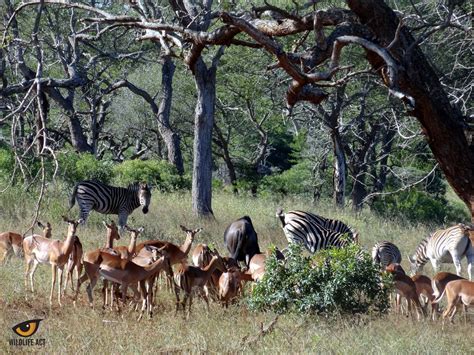 African Savanna Herbivores - Pets Lovers