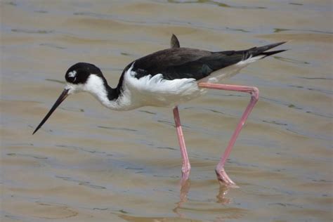 Hawaiian Stilt (Himantopus mexicanus knudseni) - Birds of Hawaii