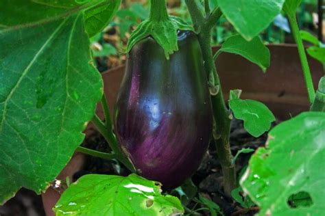 Growing Eggplant In Your Garden | GARDENS NURSERY