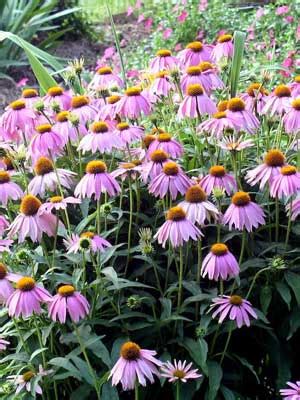 Echinacea Grow Guide