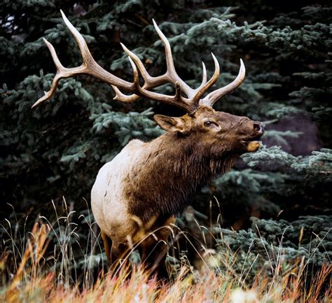 World Record Bulls: The Top 5 Typical Archery Elk