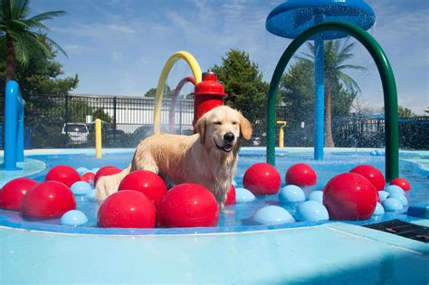 Find Dog-Friendly Parks Near You: A Comprehensive Guide for Pet Owners | Paraiso Island