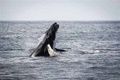 ULTIMATE WHALE WATCHING IN KAIKOURA TOUR - Thenorthernboy