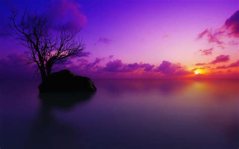 Purple Nature Wallpapers - Top Free Purple Nature Backgrounds ...