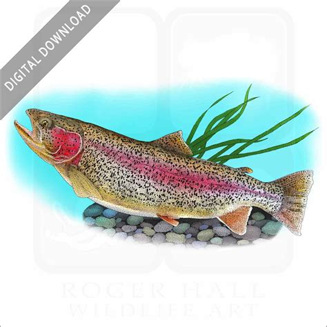 Rainbow Trout Fish Drawing