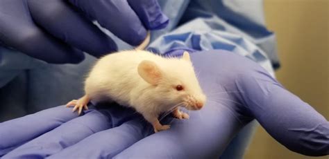 Vaccine signatures in humanized mice point to better understanding of ...