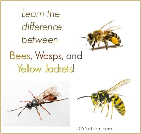 Yellow Jacket Vs Bee: Differences of Bees, Wasps, & Yellow Jackets