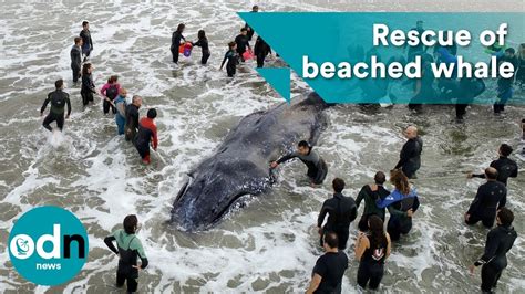 Amazing video showing rescue of beached humpback whale in Argentina ...