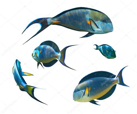 Tropical fish collection on white background Stock Photo by ©Irochka 15556997