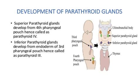 Parathyroid Gland and its Disorders