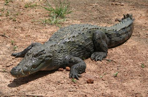 West African crocodile - Wikiwand