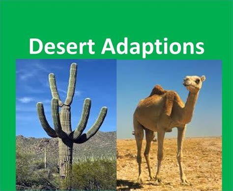 Desert Plants and Animals adaptations -For Kids | Animal adaptations, Desert animals adaptations ...