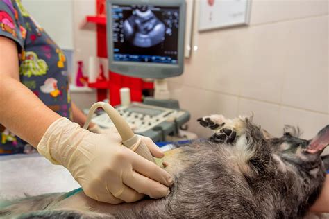 Veterinary Ultrasound Technician Salary - INFOLEARNERS