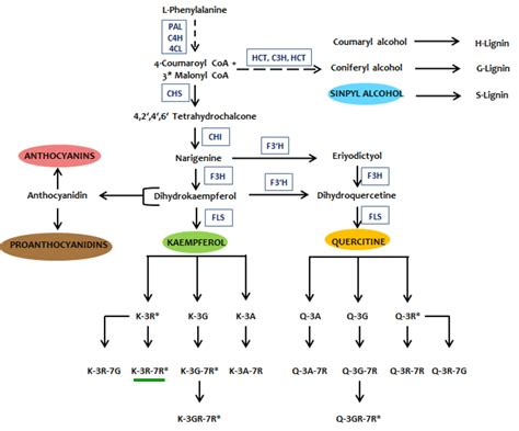 Lignin Biosynthesis Pathway