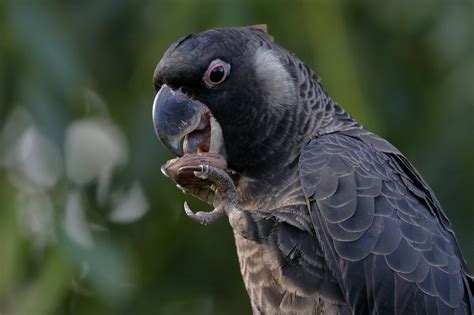 Carnaby's Black-Cockatoo • ReWild Perth