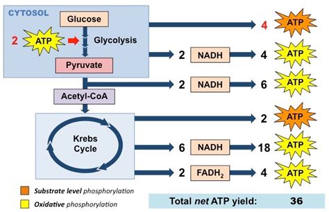 Glycolysis- Steps, ATP generation and Significance