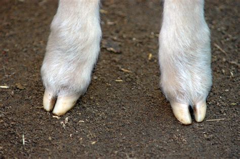 Toenails or Hooves? - Alpacaly Ever After