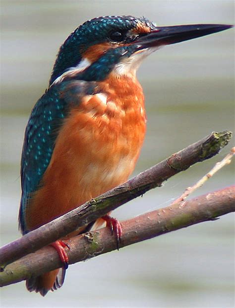 The Kingfisher’s Beak - Nice Pictures