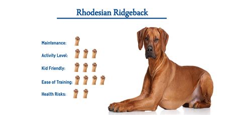 Rhodesian Ridgeback Dog Breed… Everything You Need to Know at a Glance!