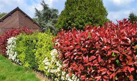 How to Grow Red tip Photinia or Photinia Fraseri to make fence?