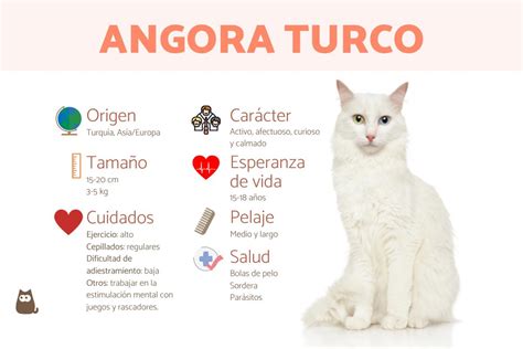 Toda la información del gato angora turco - Características, cuidados y ...