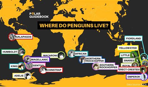 Where Do Penguins Live? [With Map] - Polar Guidebook