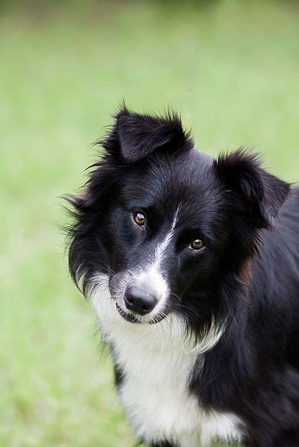 Border collies for adoption! | Big dog little dog, Border collie rescue, Dog photos