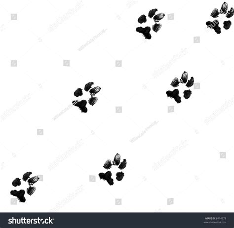 Black Dog Paw Prints On White Stock Photo 8414278 | Shutterstock