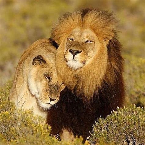 Hug a lion😍😍💕 | Royal animals, Animal planet, Big cats