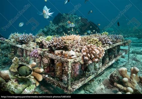 artificial coral reef - Stock image #5485450 | PantherMedia Stock Agency