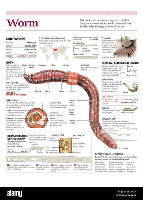 Infographicsof the anatomy, habitat and reproduction of the earthworm and general classification ...