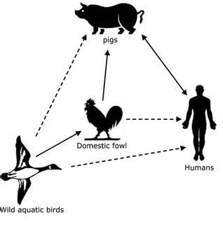 Transmission Cycle for Bird Flu. U.S. National Library of Medicine,... | Download Scientific Diagram