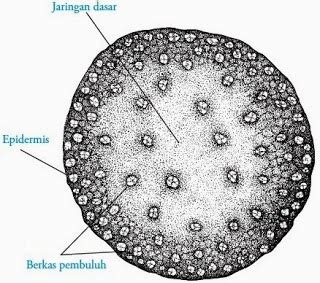 Mahameru: Februari 2014