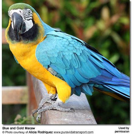 Blue and Gold Macaw aka Blue & Yellow Macaw, Ara ararauna