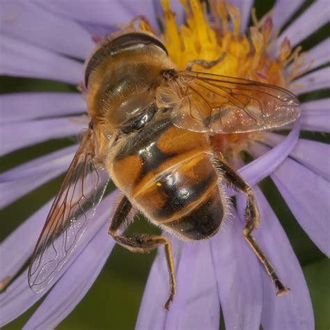 Eristalis tenax? - Eristalis tenax - BugGuide.Net