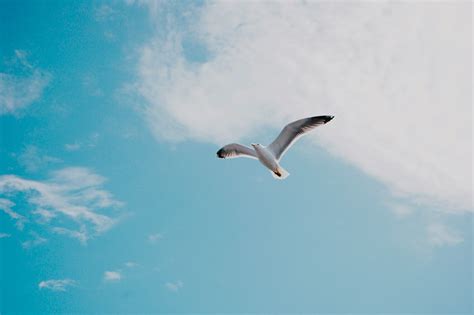 500+ Flying Bird Pictures | Download Free Images on Unsplash