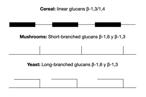 Benefits of yeast, mushroom and oat beta-glucans – Laboratoire Optim